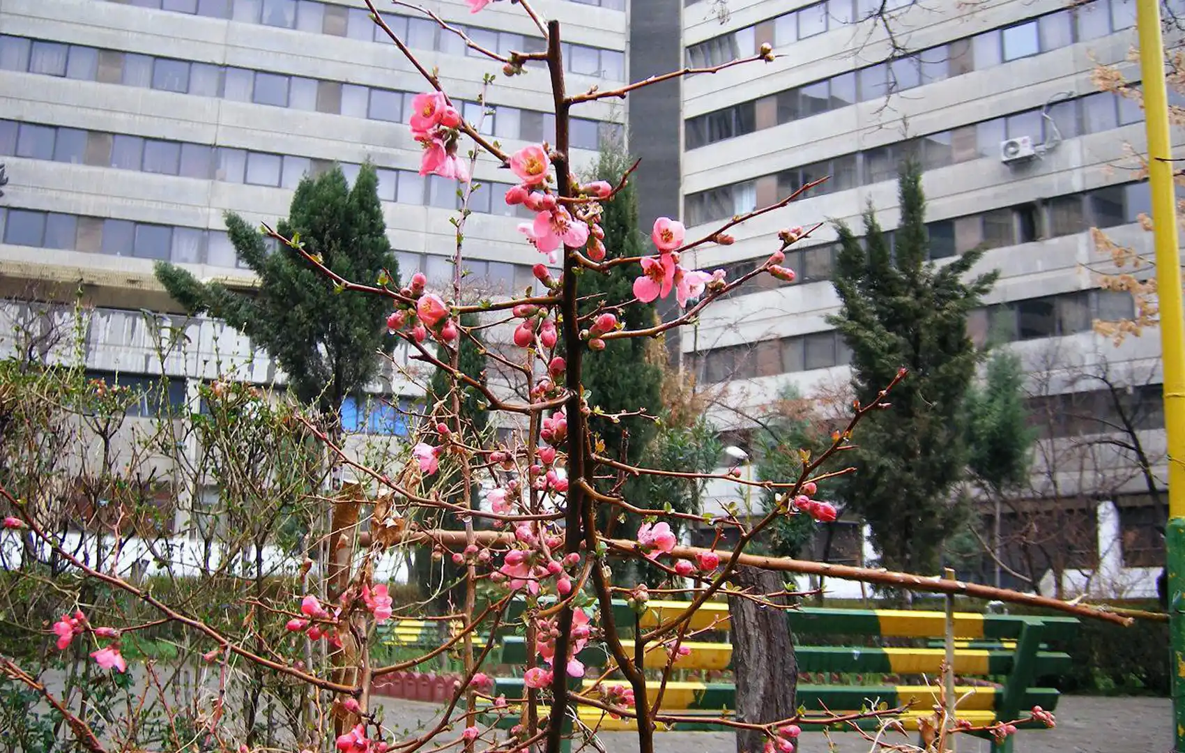 قالیشویی در اکباتان